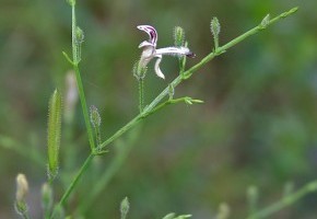 Andrographis (Andrographis paniculata)