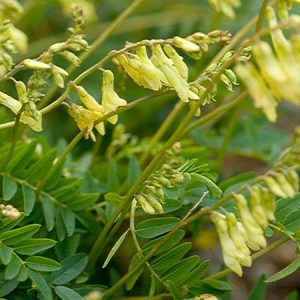 Astragalus (Astragalus racemosa)