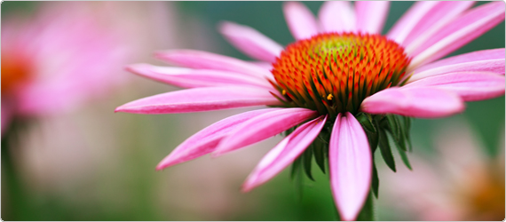 Echinacea – the importance of quality & dosage