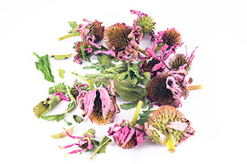 Echinacea (Echinacea Purpurea or Echinacea Angustifolia)