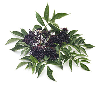 Elderberry (Sambucus nigra)