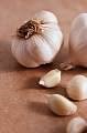 Garlic (Alium sativum)