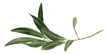 Olive Leaf