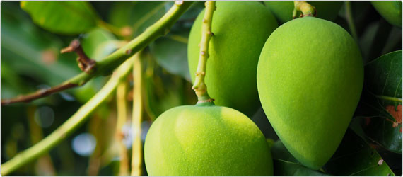 African Mango- what do we know about this?