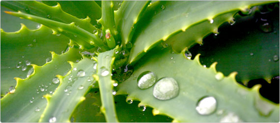aloevera-banner Aloe Aloe – what do we have here then?