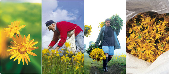 arnica2-banner Arnica – the ‘patron saint’ of muscles and bruises