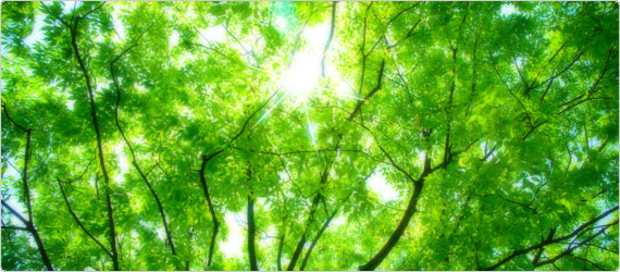 Should you supplement with chlorophyll?