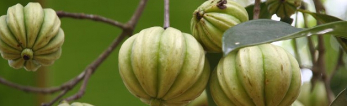 Garcinia Cambogia for Weight Loss