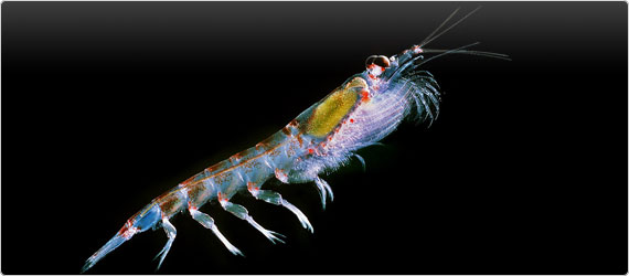 krill-banner Antarctic krill Euphausia superba. Krill666.jpg: Uwe Kils I am willing to give the image in 1700 resolution to Wikipedia Uwe Kils