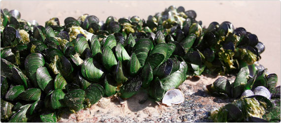 mussel-banner Green Lipped Mussel