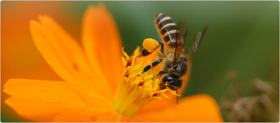 pollen-banner A Buzz about Bee Pollen: Nature’s Perfect Food?