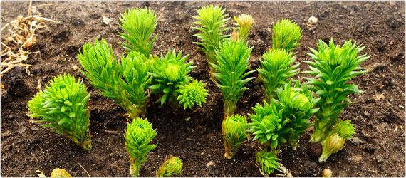 rhodiola-banner Rhodiola rosea - Supporting Stress in the modern day life