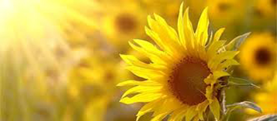Vitamin D